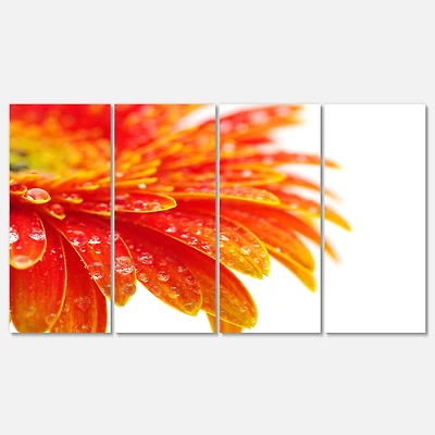 Designart - Orange Gerbera with Raindrops