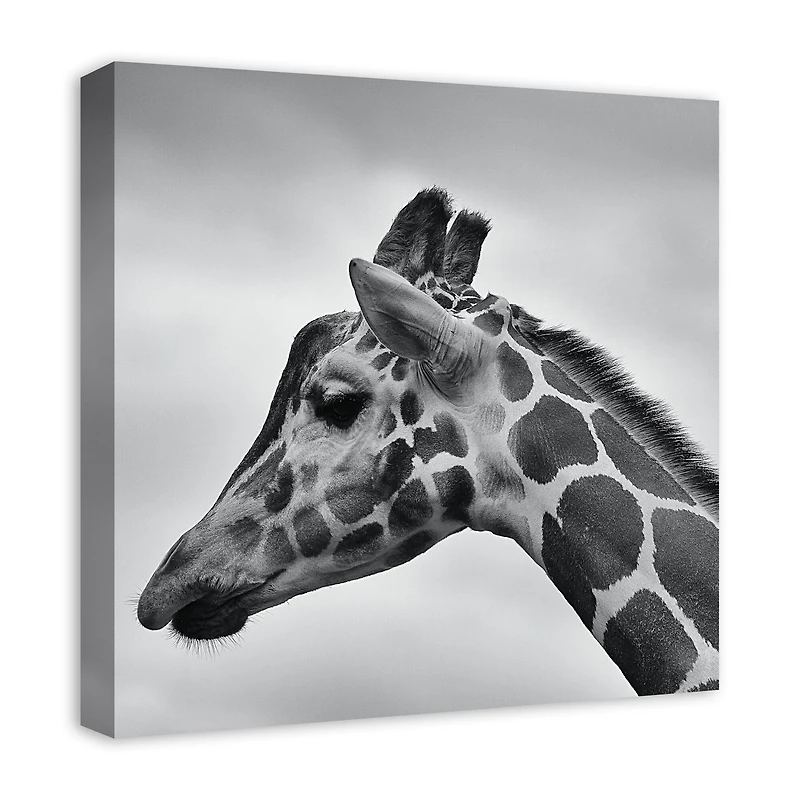 Giraffe Photography 20" x 20" Canvas Wall Art