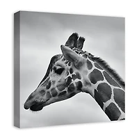 Giraffe Photography 20" x 20" Canvas Wall Art