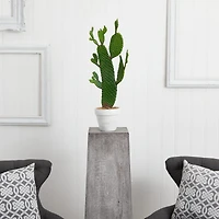 2ft. Cactus Plant in White Planter