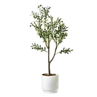 American Art Decor 4ft. Olive Tree in White Ceramic Pot