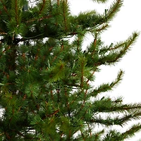 9ft. Pre-Lit Vancouver Mountain Pine Artificial Christmas Tree, Clear Lights