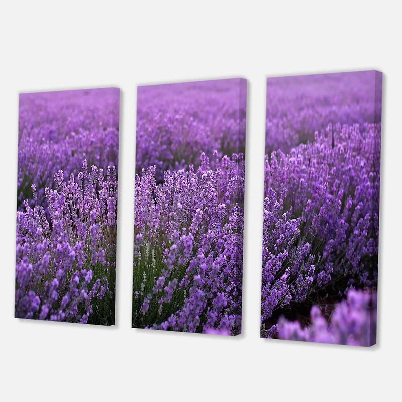 Designart - Blooming Purple Lavender Field