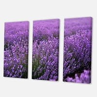 Designart - Blooming Purple Lavender Field