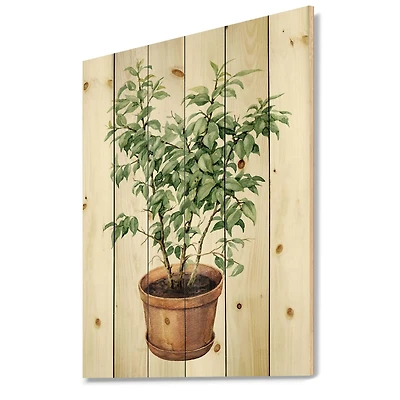 Designart - Ficus Benjamina In Clay Flowerpot - Traditional Print on Natural Pine Wood