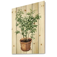 Designart - Ficus Benjamina In Clay Flowerpot - Traditional Print on Natural Pine Wood