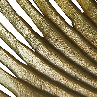 Hello Honey® 13" Antique Gold Finish Decorative Aluminum Palm Frond Tray