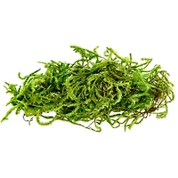 SuperMoss® Preserved Forest Moss