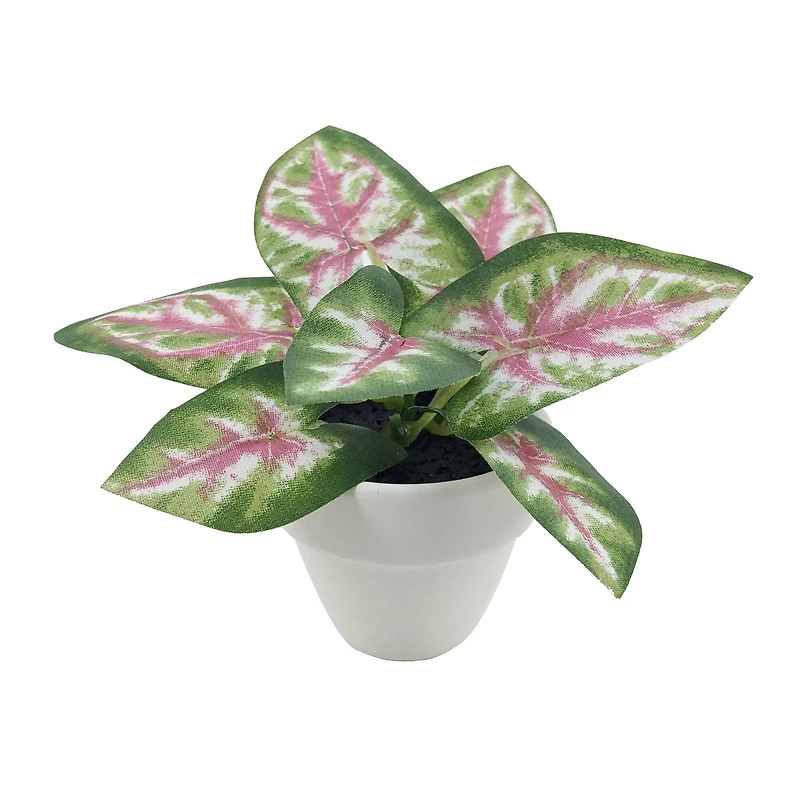 Assorted Micro Plant, 1pc. by Ashland®