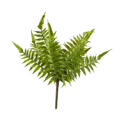 Boston Fern Bush by Ashland®
