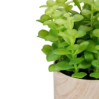 10" Green Privet Plant in Faux Wood Pot