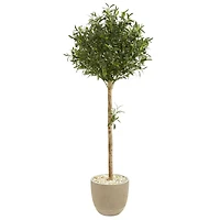 5ft. Olive Topiary Tree in Sand Stone Planter