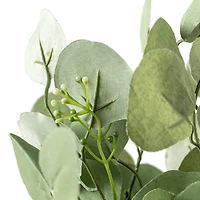 Eucalyptus Bush by Ashland®
