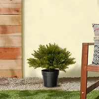 15" Globe Juniper with Green Pot