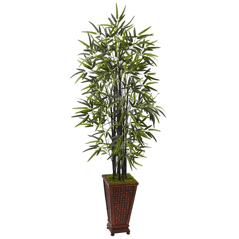 5.5ft. Black Bamboo Tree in Decorative Planter