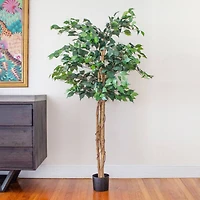 5ft. Potted Ficus Tree