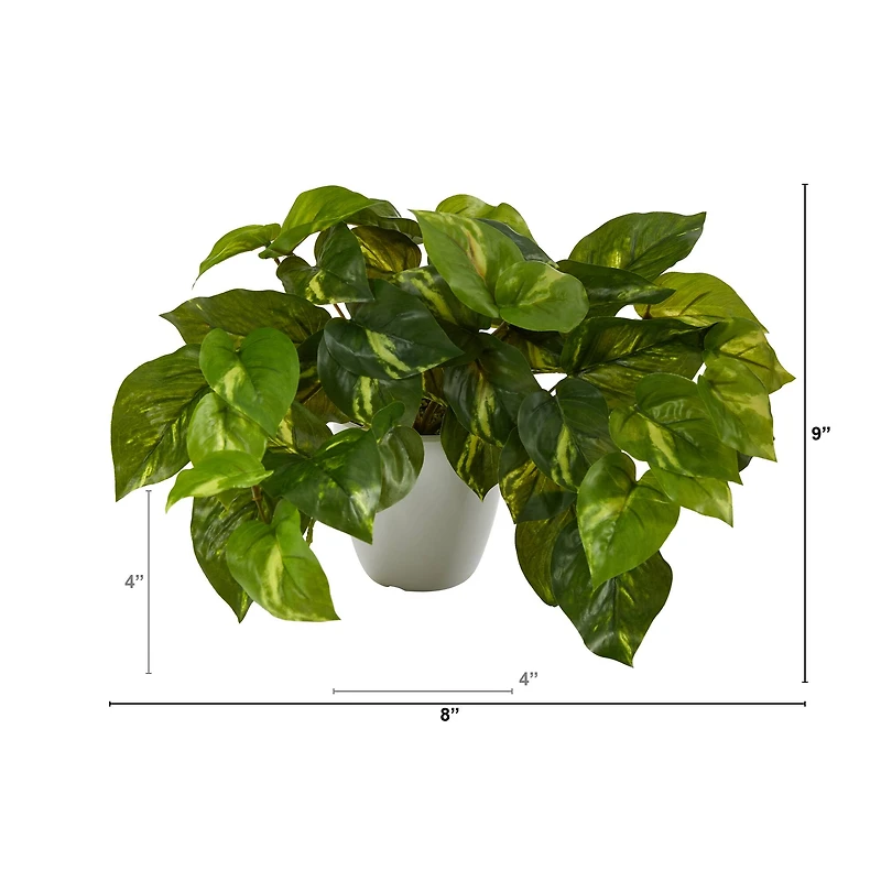 9" Variegated Pothos Plant in Decorative White Planter