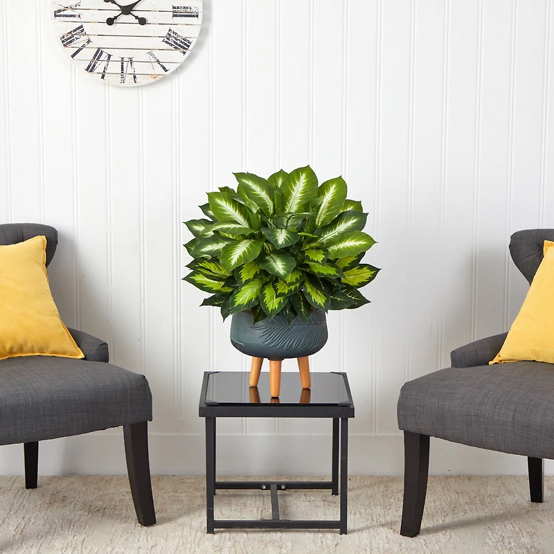 2ft. Golden Dumb Cane in Decorative Black Planter with Stand