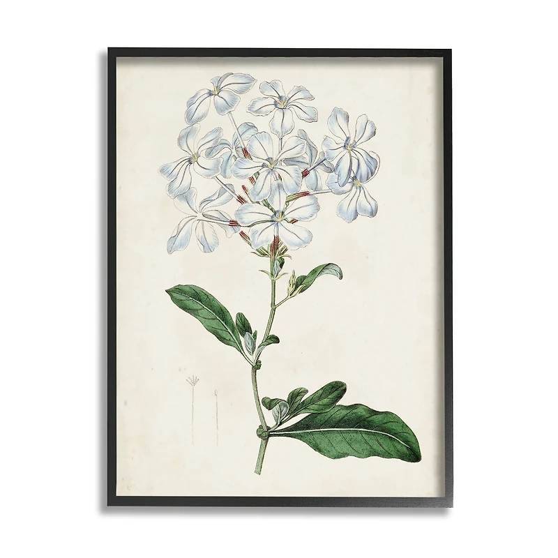 Stupell Industries Rustic Garden Floral Study Charming White Blossoms in Frame Wall Art