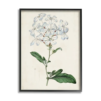 Stupell Industries Rustic Garden Floral Study Charming White Blossoms in Frame Wall Art