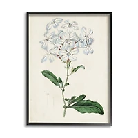 Stupell Industries Rustic Garden Floral Study Charming White Blossoms in Frame Wall Art