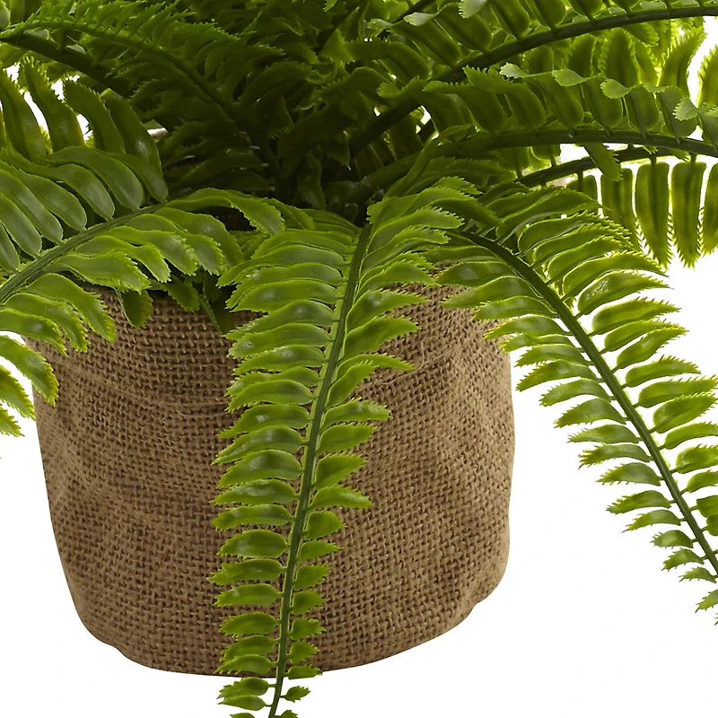 15" Boston Fern with Burlap Planter, 2ct.