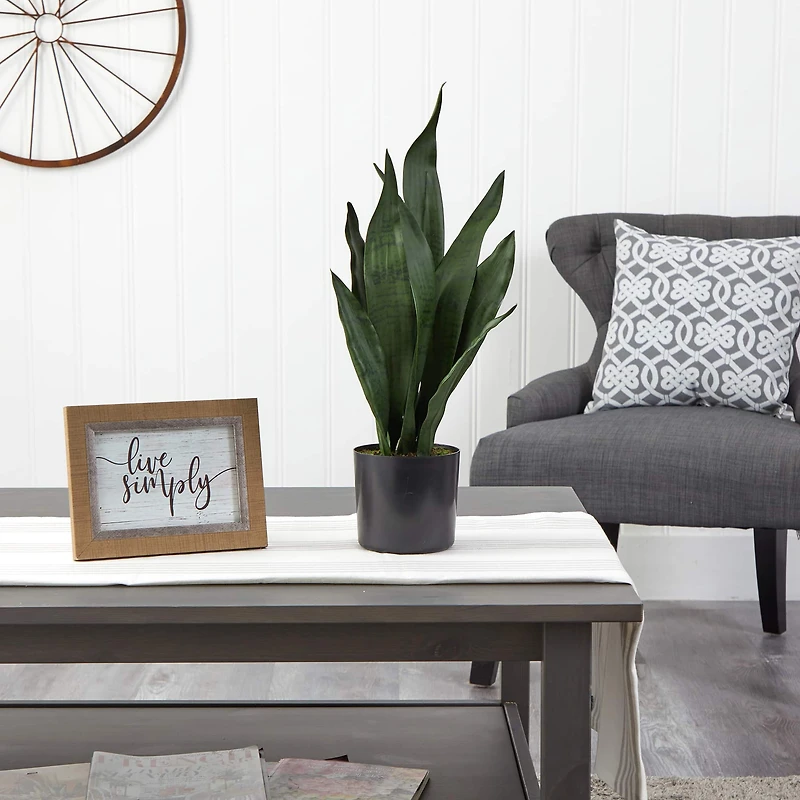 22" Potted Snake Plant