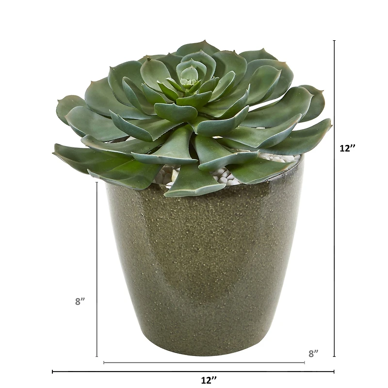 12" Echeveria Succulent in Planter