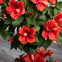 3ft. Hibiscus Topiary Plant in Decorative Planter