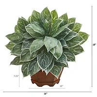 18" Chinese Evergreen Plant in Decorative Planter