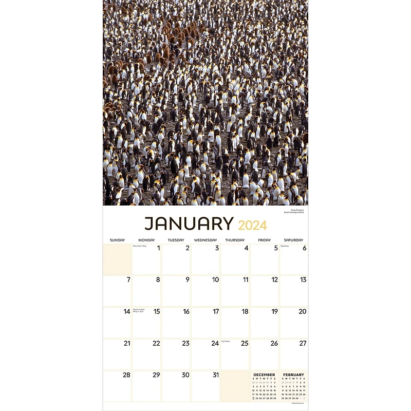 TF Publishing 2024 Animals in Motion Wall Calendar