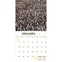 TF Publishing 2024 Animals in Motion Wall Calendar