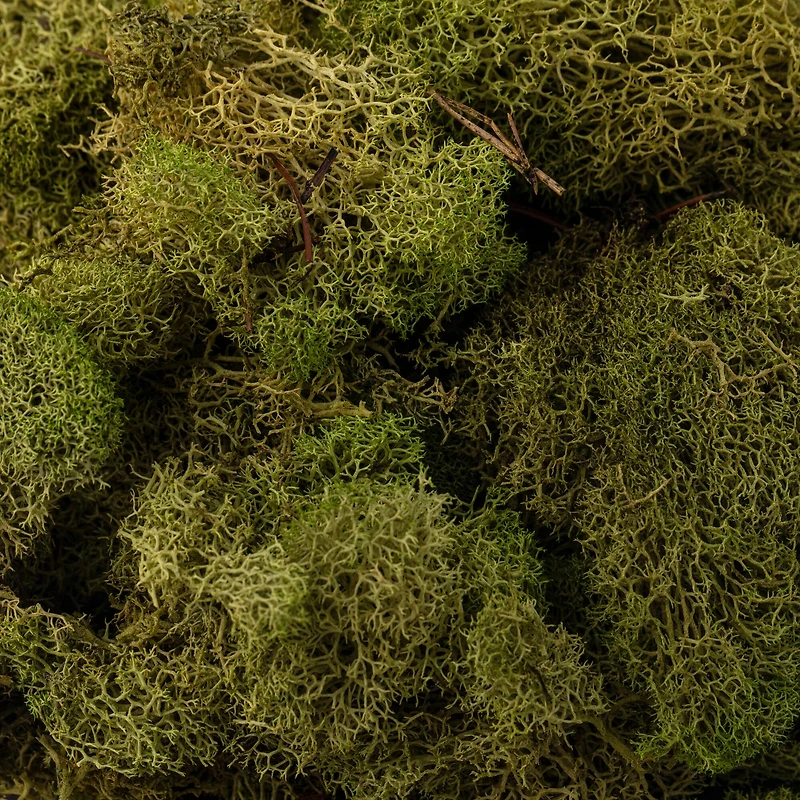 12 Pack: Spring Green Reindeer Moss by Ashland®