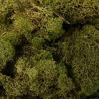 12 Pack: Spring Green Reindeer Moss by Ashland®