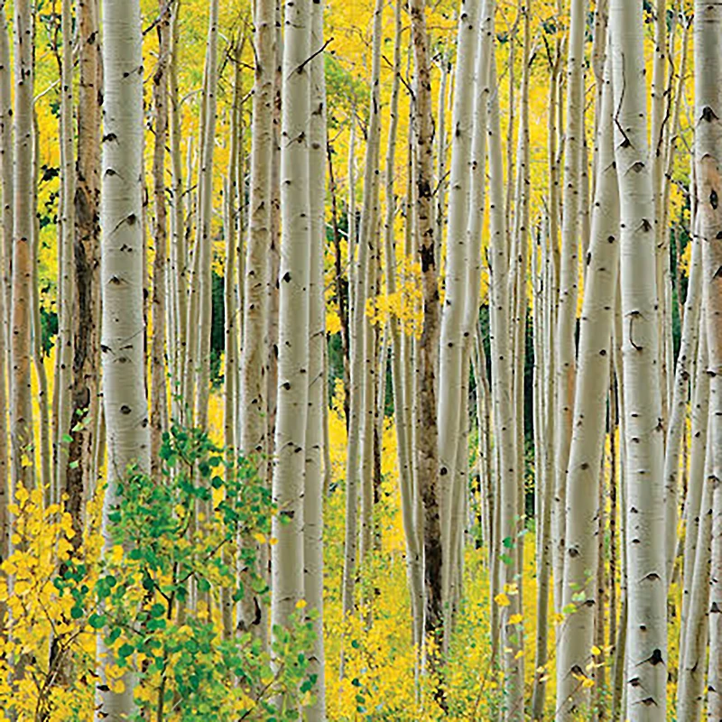 Hart Puzzles Aspens, Aspens, Aspens 1000 Piece Puzzle