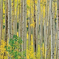 Hart Puzzles Aspens, Aspens, Aspens 1000 Piece Puzzle