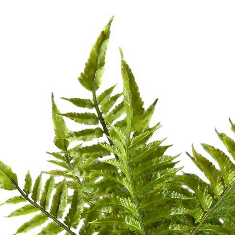 Boston Fern Bush by Ashland®