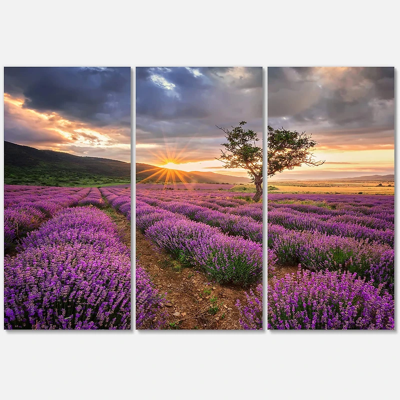 Designart - Sunrise & Dramatic Clouds Over Lavender Field VIII