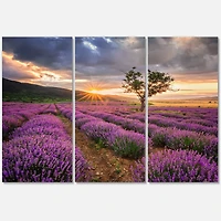 Designart - Sunrise & Dramatic Clouds Over Lavender Field VIII