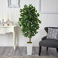 4.5ft. Ficus Tree in White Planter