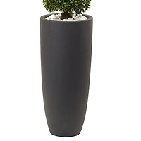 4ft. Boxwood Topiary with Gray Cylindrical Planter