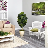 5ft. Schefflera Tree in Decorative Urn