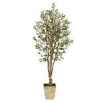 6.5ft. Olive Tree in Country White Planter