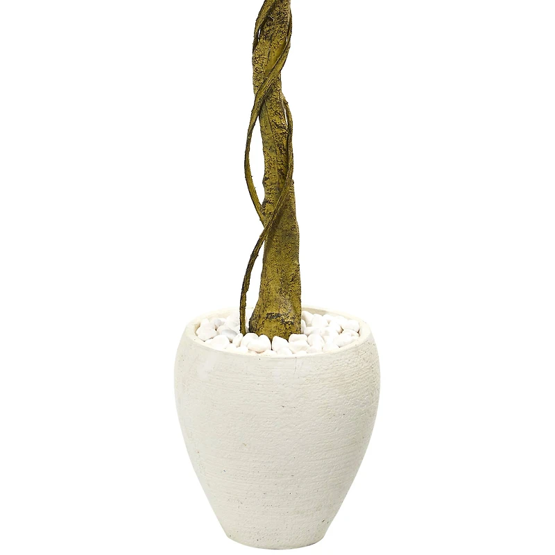 5.5ft. Ficus Tree in White Oval Planter