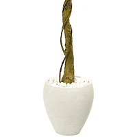 5.5ft. Ficus Tree in White Oval Planter