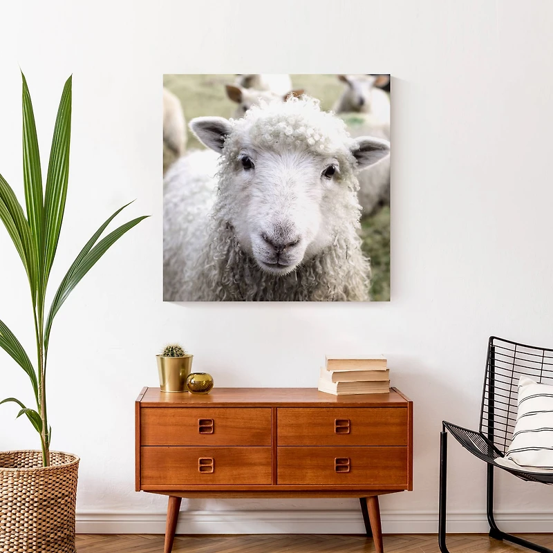 Curious Sheep 24" x 24" Canvas Wall Art