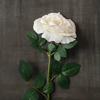 White Sophia Rose Stem by Ashland®