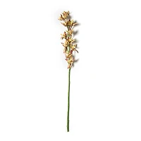Rust Red Boat Orchid Stem by Ashland®