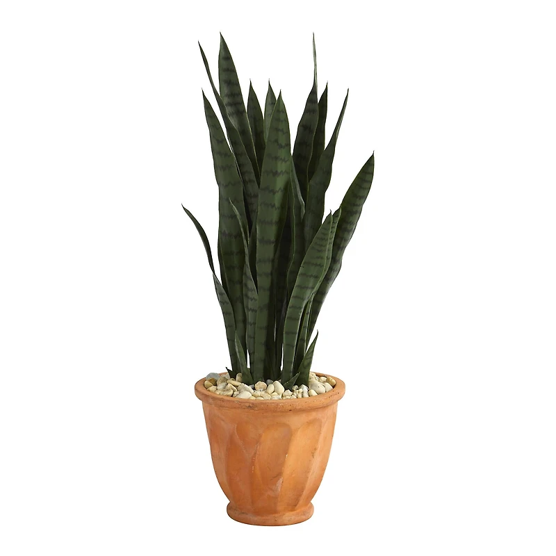 2.5ft. Snake Plant in Terra Cotta Planter