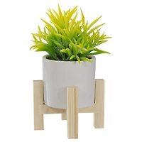 8" Potted Green Succulent with Wooden Stand